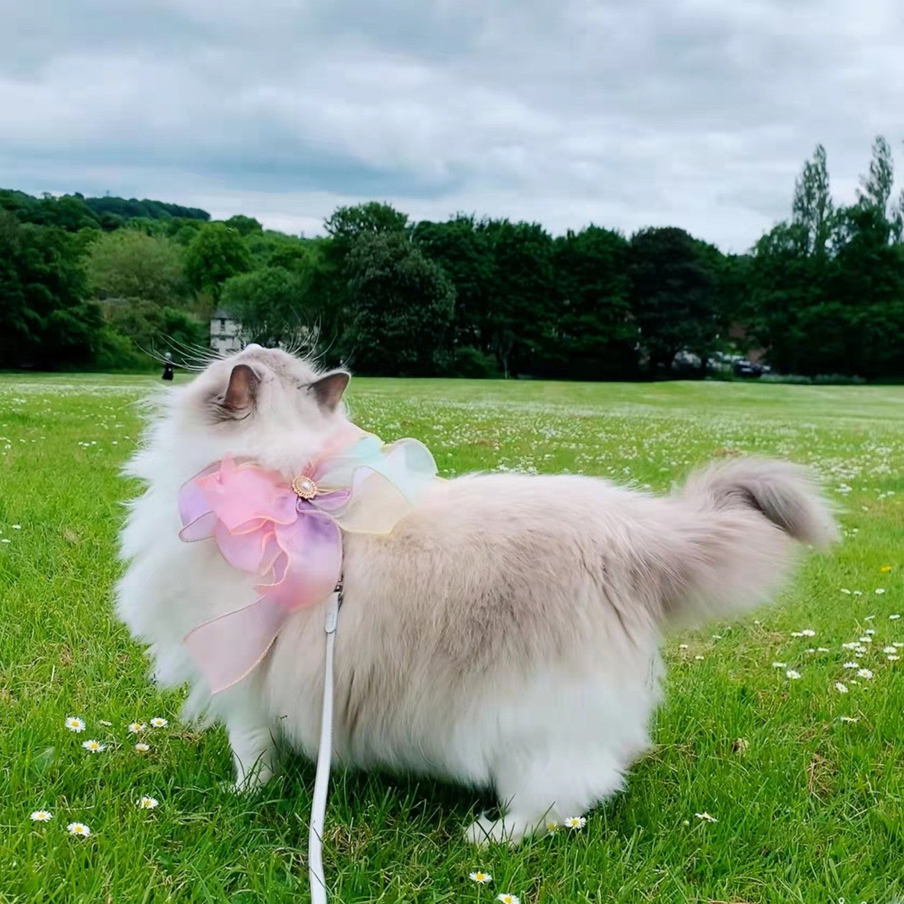 Retractable Butterfly Design Pet Leash With Secure Control