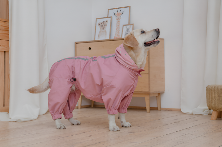 Stylish Pet Clothes For Everyday Comfort